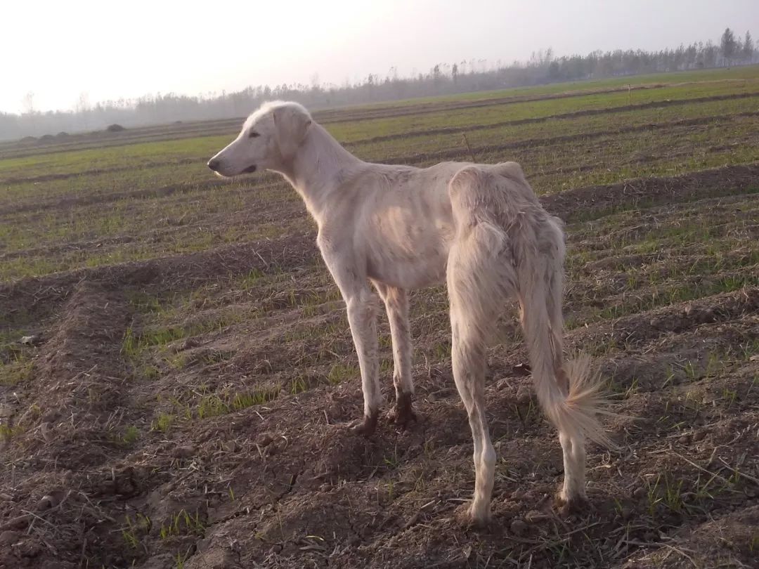 中國各省區狗狗品種合集_獵犬