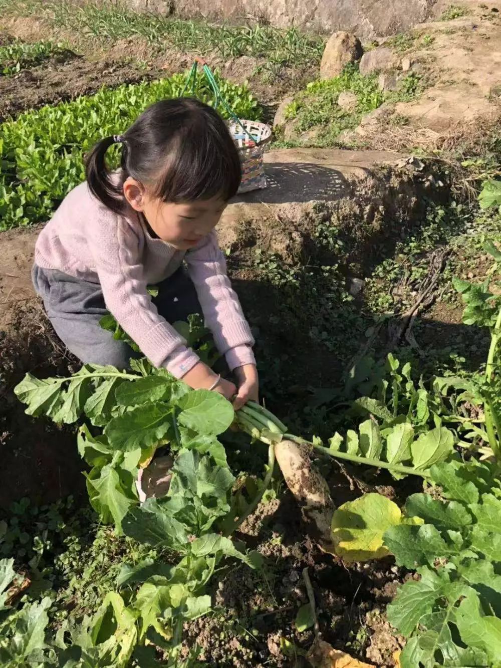 走进经典故事拔萝卜和萝卜一起玩游戏