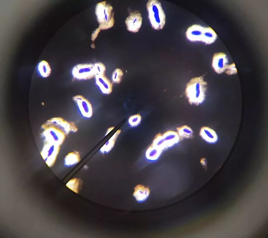 褐球固氮菌荚膜图片图片