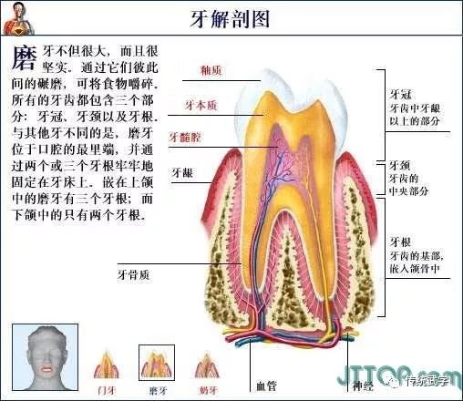 不净观解剖 下部图片