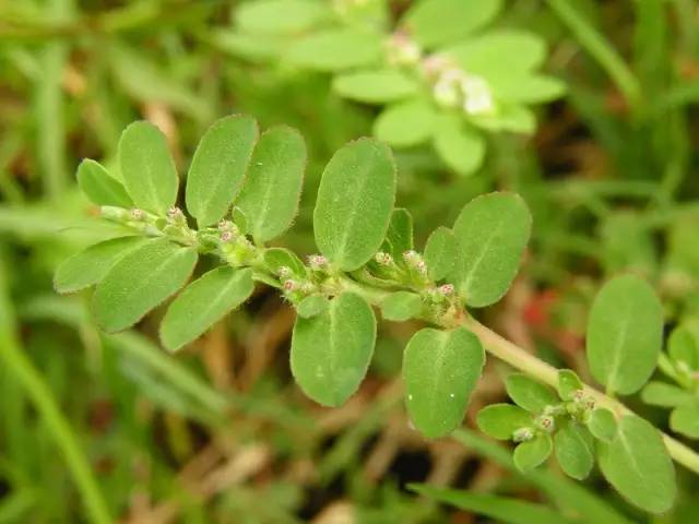 植物世界里不止有花香,还有"毒草毒树"图鉴