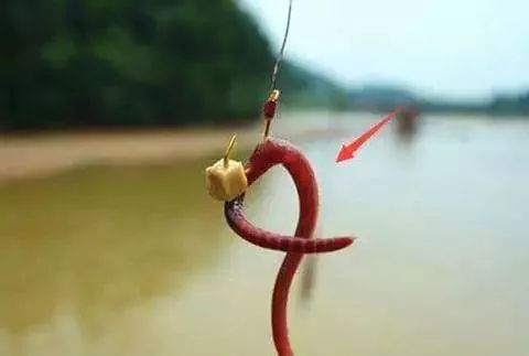 蚯蚓钓鱼挂钩方法图片