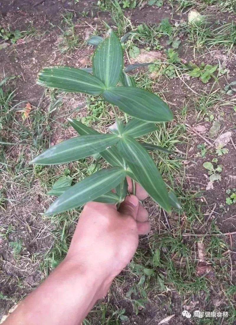 鸡头草药图片 功效图片