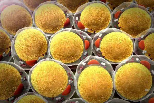 脂肪细胞“变身”组织植入物有效再生器官