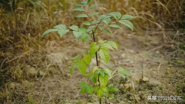 云城區漢方本草生態園基地建設有序推進20萬棵藥苗長勢喜人