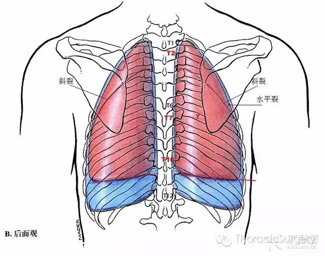 胸腔图示图片