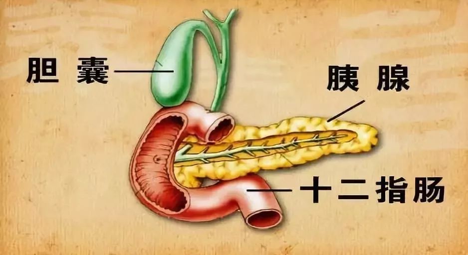 胰脏作用图片