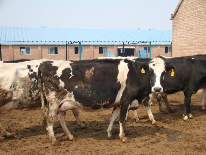 黑白花肉牛的养殖技术养黑白花牛怎样解决饲料