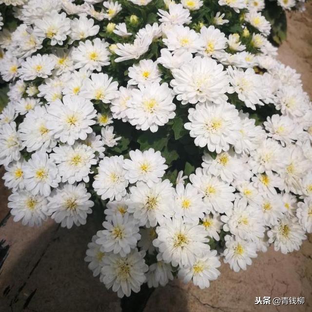 抗虫驱虫的观赏花卉白花除虫菊家庭盆栽技术