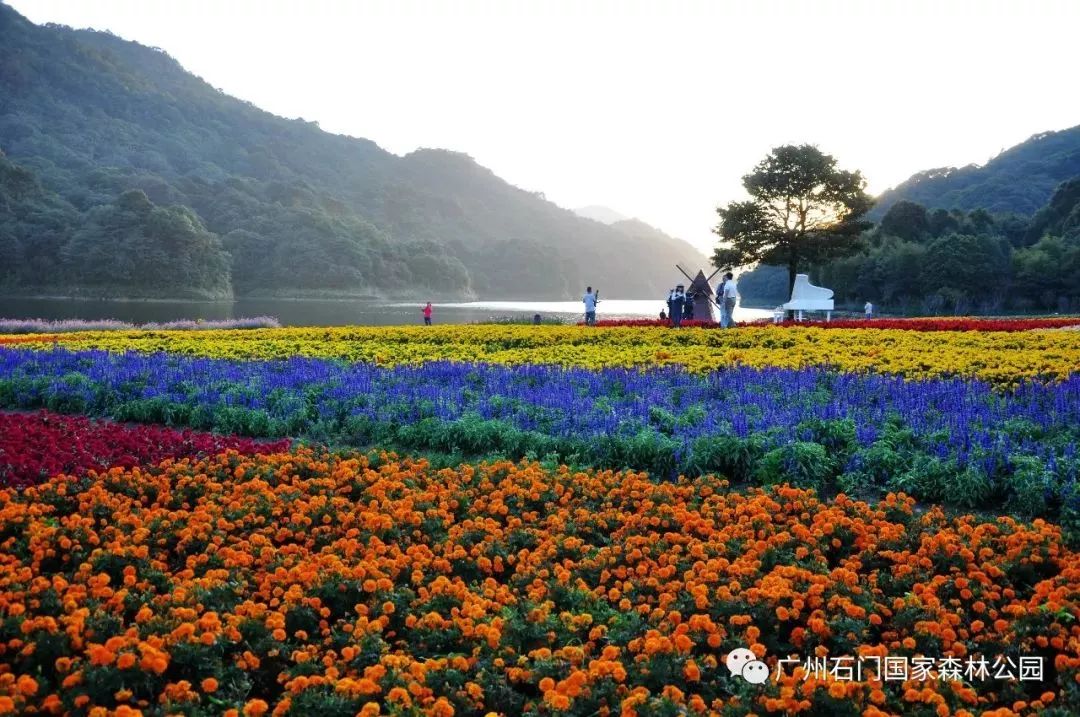 从化石门国家森林公园"红叶观赏节"明日开幕!