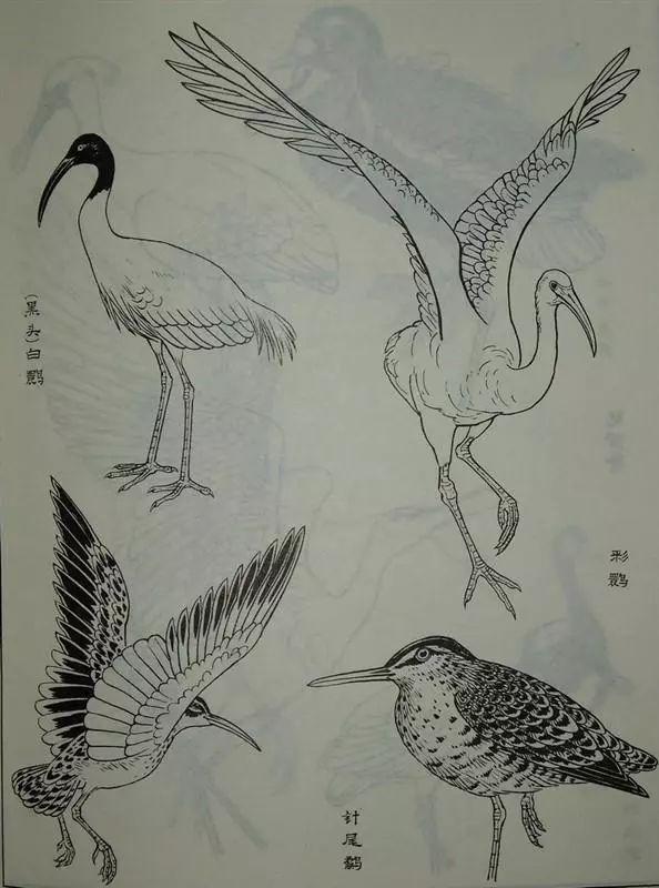 书画白描鸟类画谱