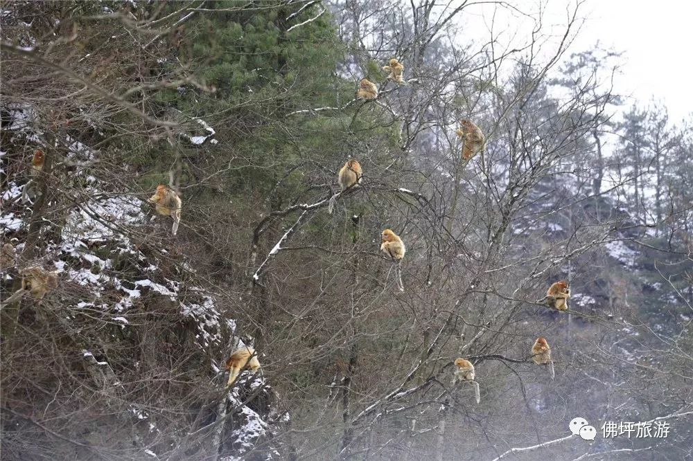 雪地野鸡图片