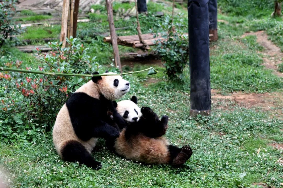 又能在圓通山看黑白團子了!昆明動物園將斥資近千萬建熊貓館