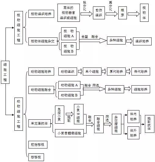 28植物體細胞雜交與動物細胞融合的比較