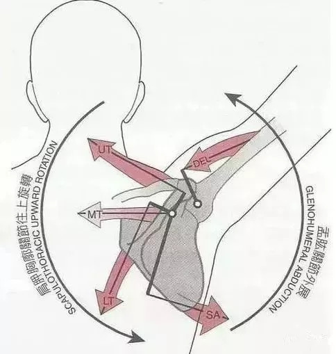 肩关节旋前旋后示意图图片