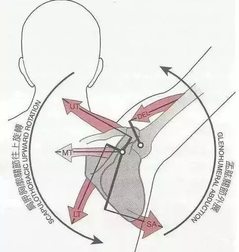 处理思路:患者可能是肩胛骨上回旋的主动肌肉无力,也可能是肩胛骨下