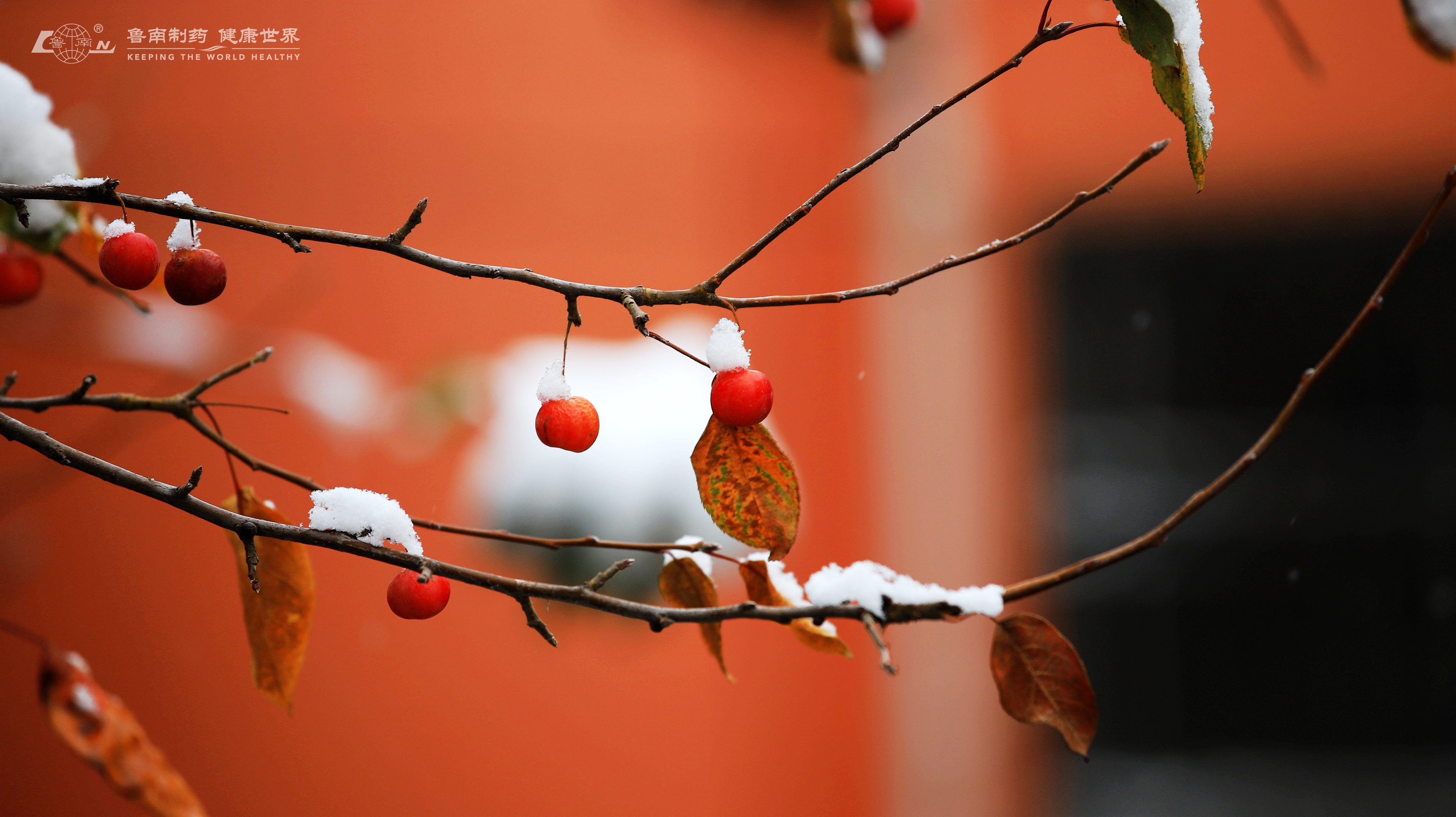 大雪唯美图片大全清新图片