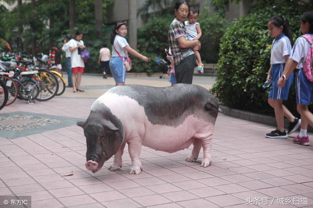 深圳女子养一宠物猪9年有人出价8万没卖网友这头猪的命真好