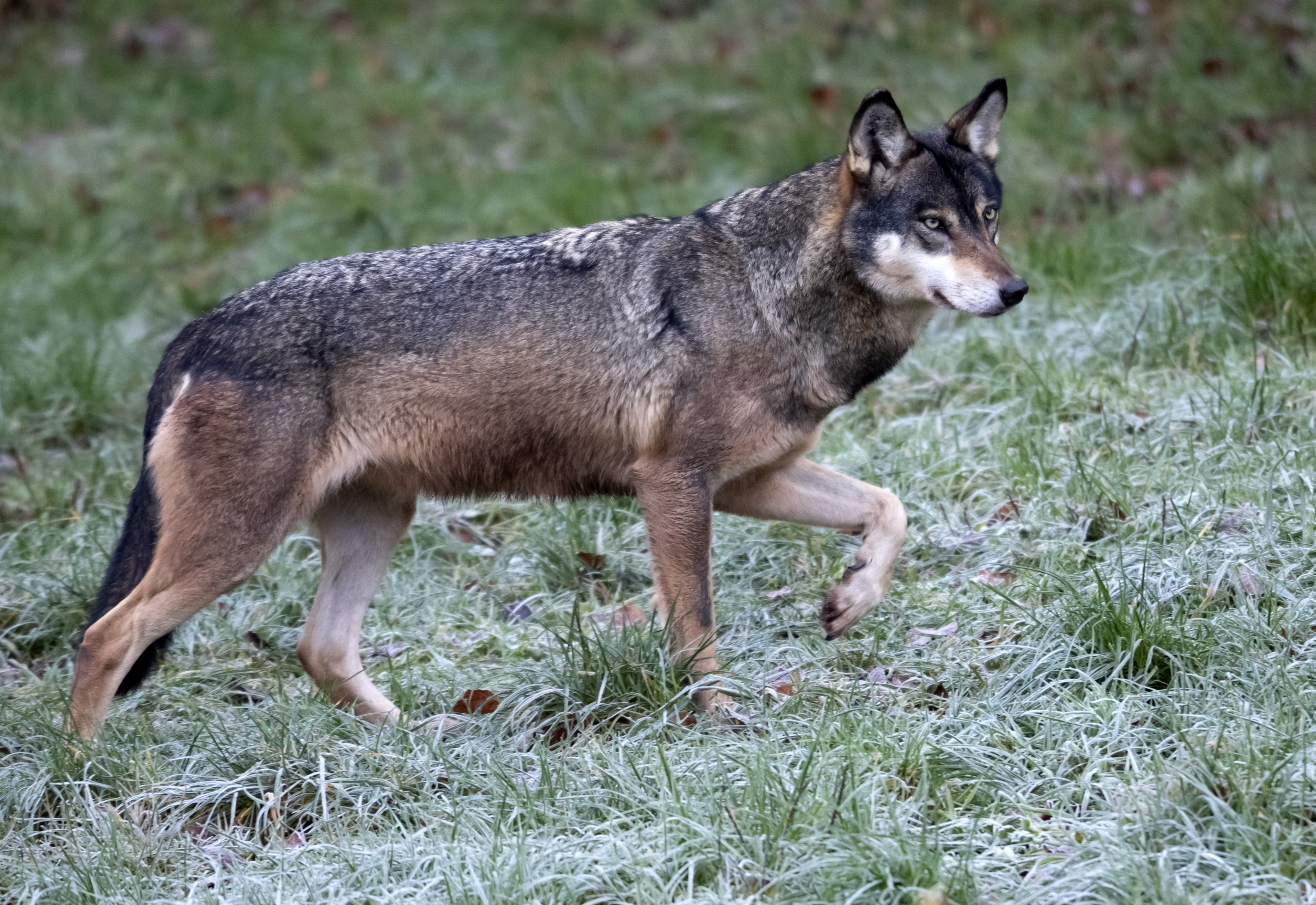 [5](外代二线)西尔茨野生动物园的灰狼