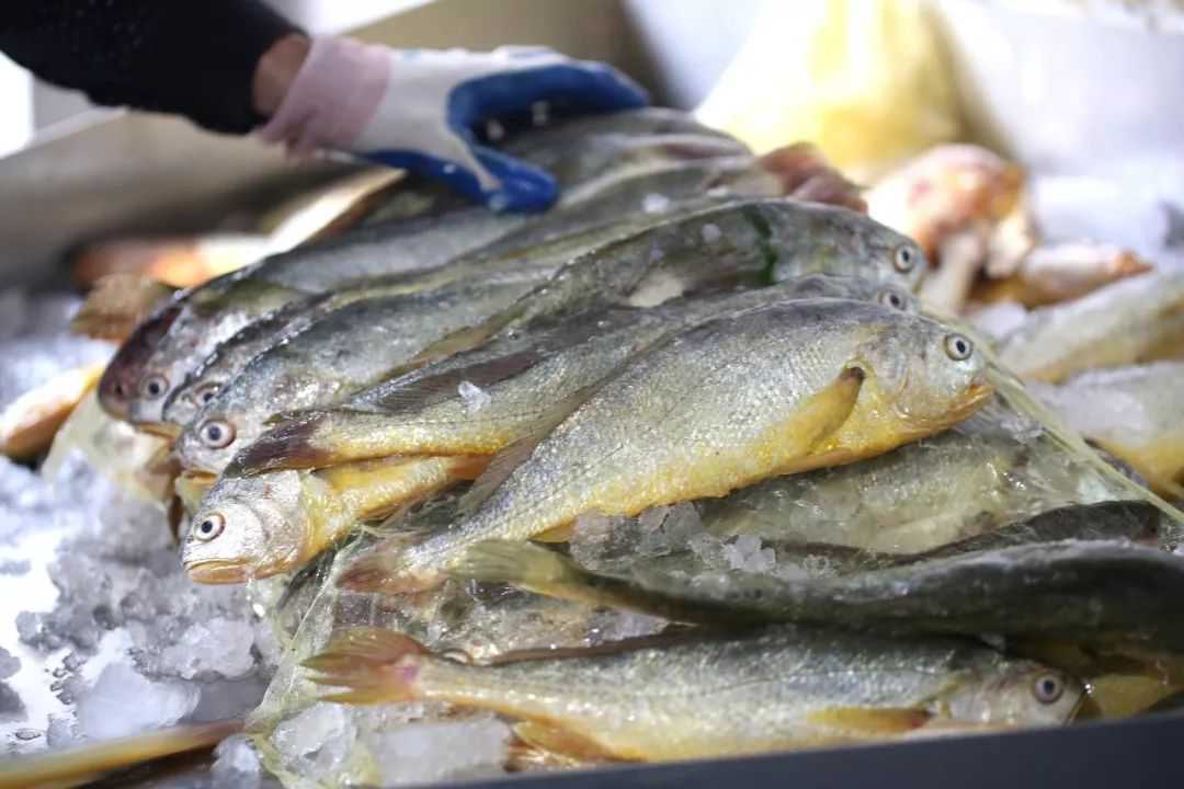 溫州竟然有這麼厲害,有直供國宴餐桌食材,震驚了!_大黃魚