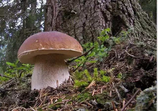 平平无奇的大蘑菇却能让数亿人鲜掉舌头