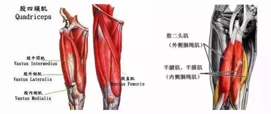 但在加速时,股二头肌(大腿后侧)则成了主要的作用肌群