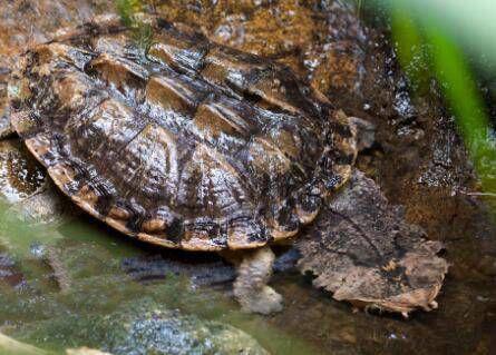 3,玛塔玛塔龟:枯叶龟,是蛇颈龟科蛇颈龟属的一种龟