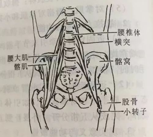 真子松腰五阶段