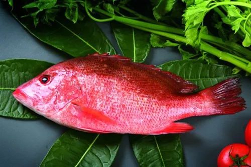 鱼鳍红色的淡水鱼图片