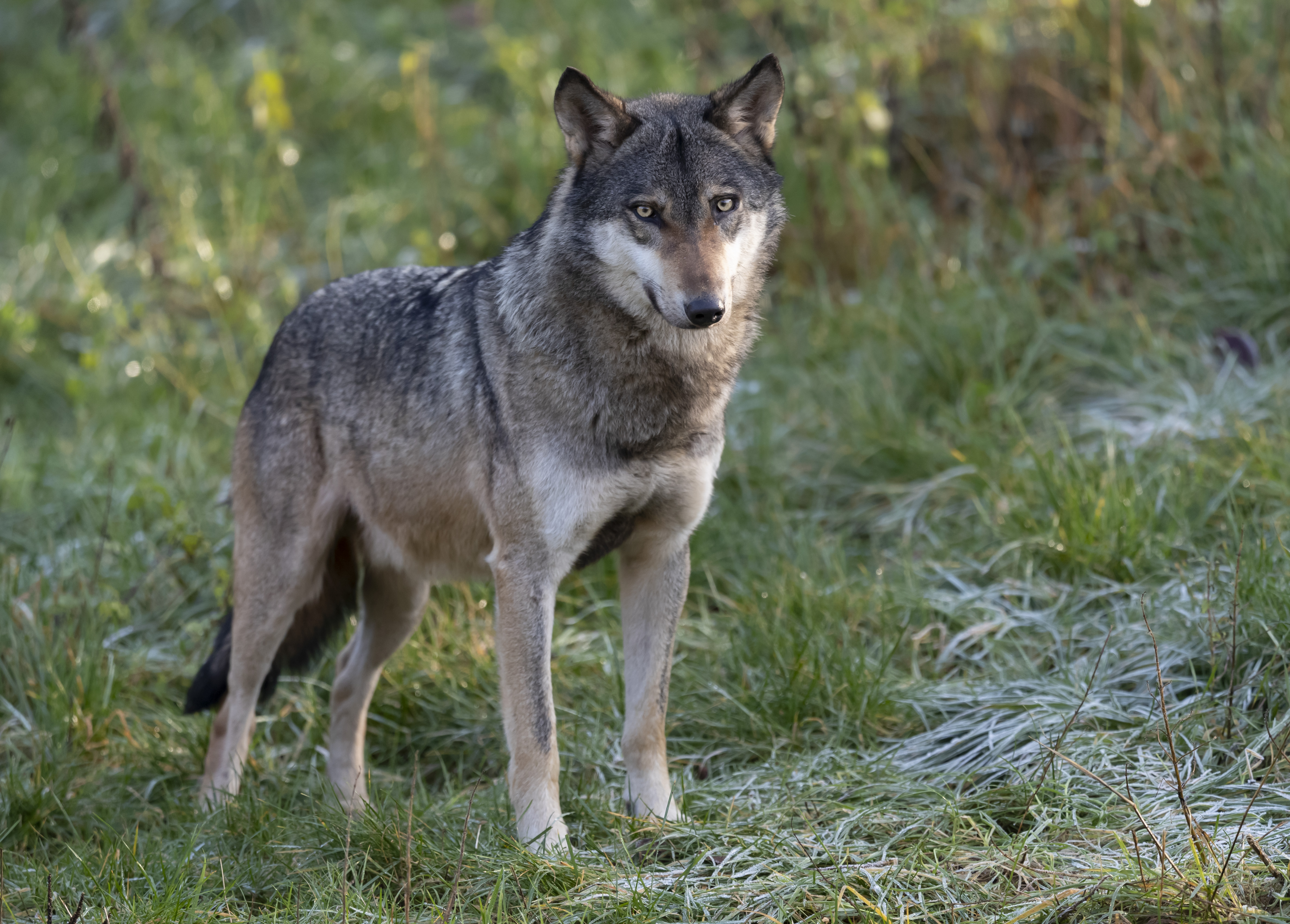 [1](外代二线)西尔茨野生动物园的灰狼