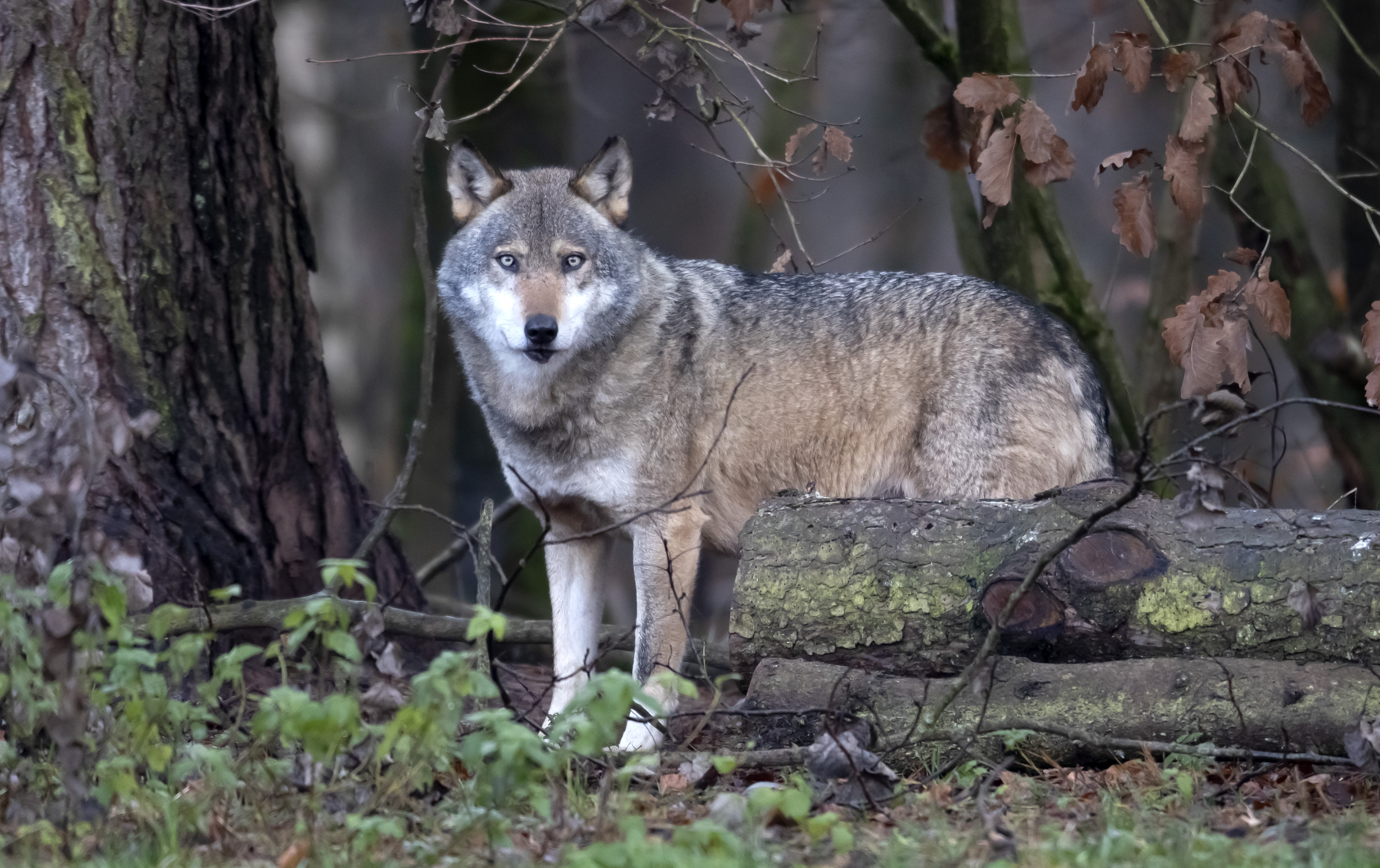 [4](外代二线)西尔茨野生动物园的灰狼