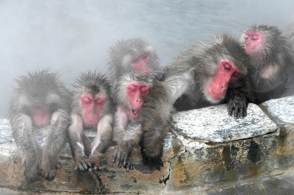 冬季來臨 日本北海道猴子為禦寒泡溫泉 商業 第2張