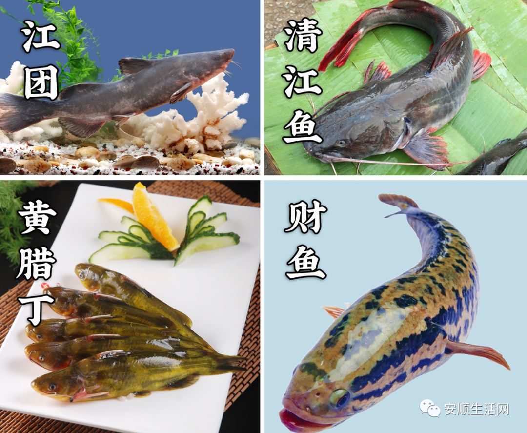 清泉鱼和清江鱼图片