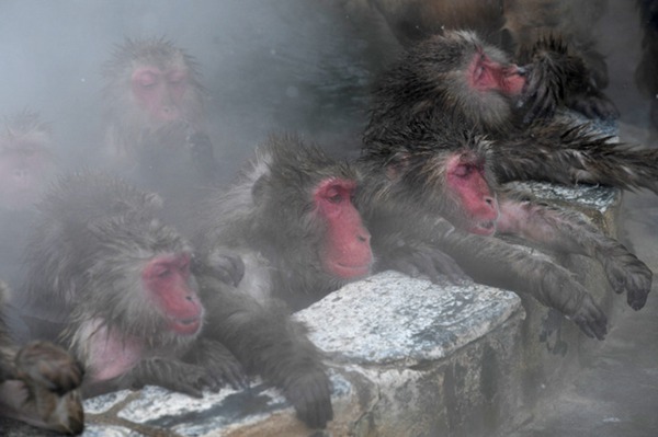 冬季來臨 日本北海道猴子為禦寒泡溫泉 商業 第3張