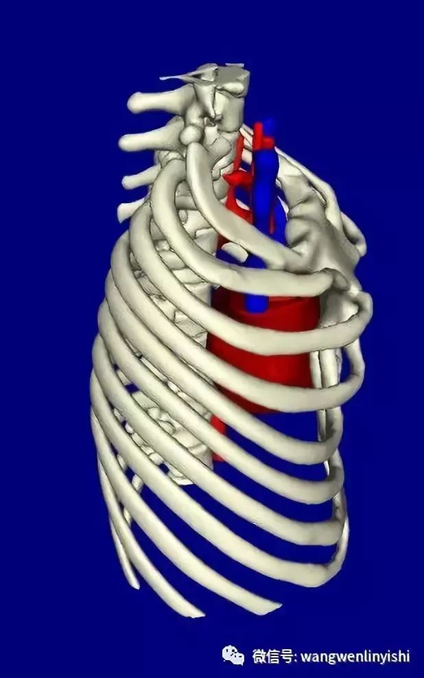 胸骨后表面交叉重叠,非常重要的结构
