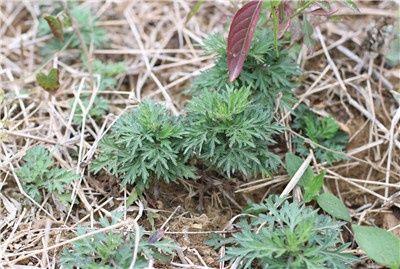 艾家養生館健康養生艾草全草能入藥有溫經散寒止血等功效