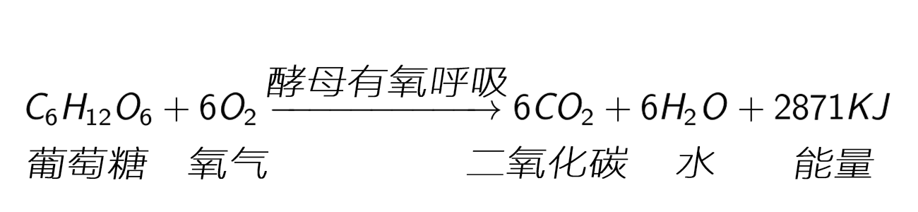 做包子,为什么放了很多酵母,面还是发不起来?