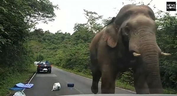 泰國一饑餓大象當街攔車瘋狂「搶劫」食物 商業 第2張
