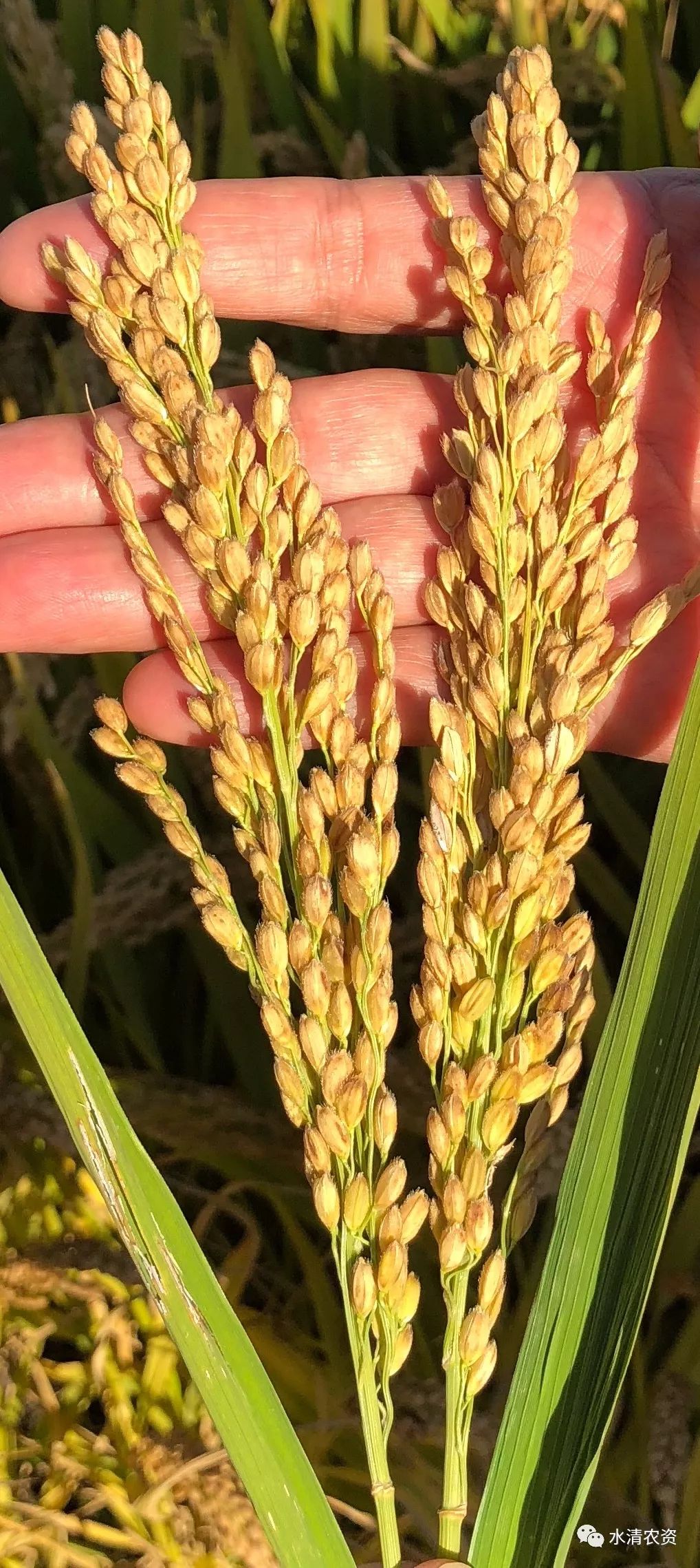 小麦越冬期如何管理软米稻价格坚挺新一轮水稻品种大更换呼之欲出