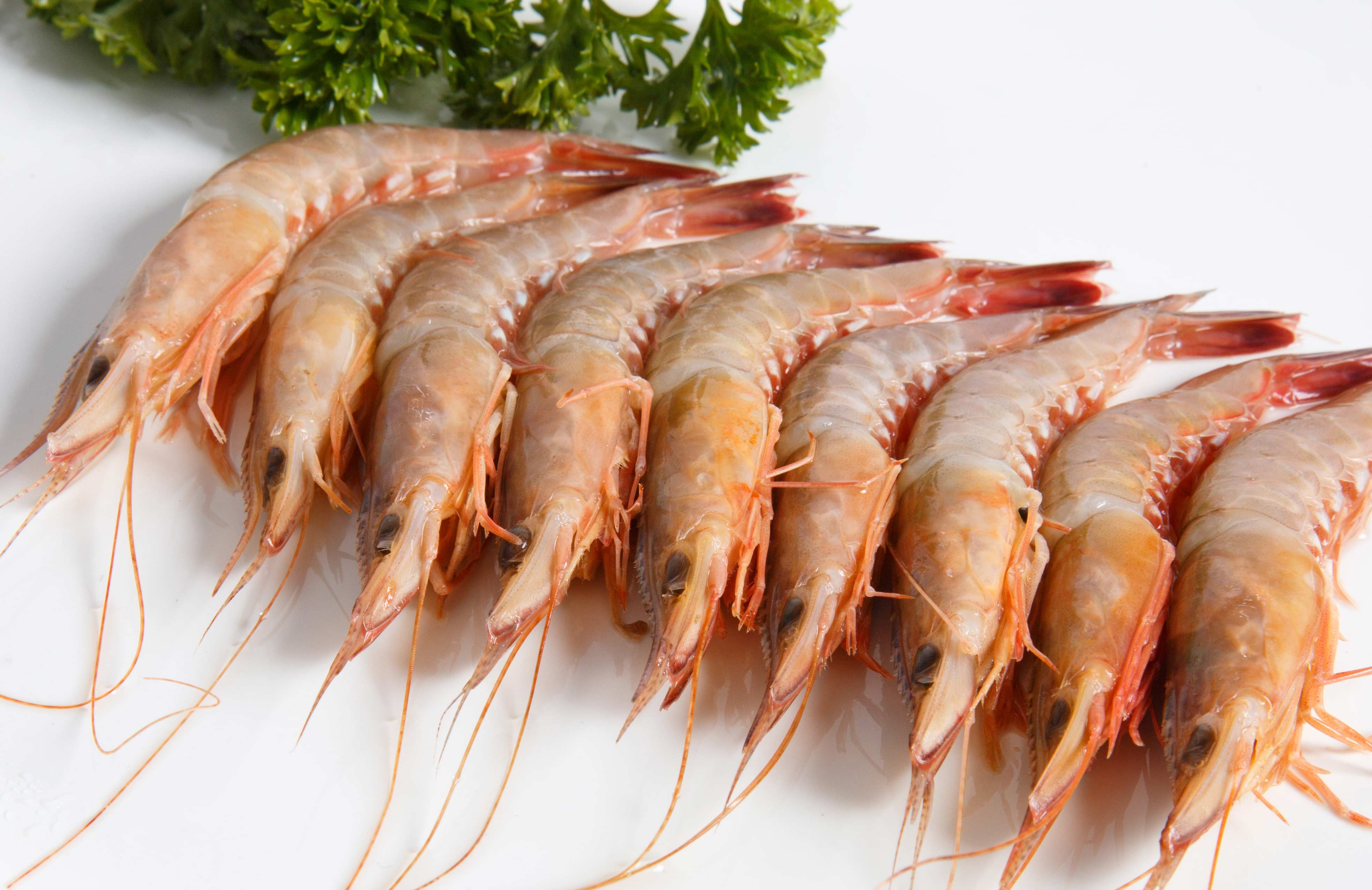 海虾主要品种图片