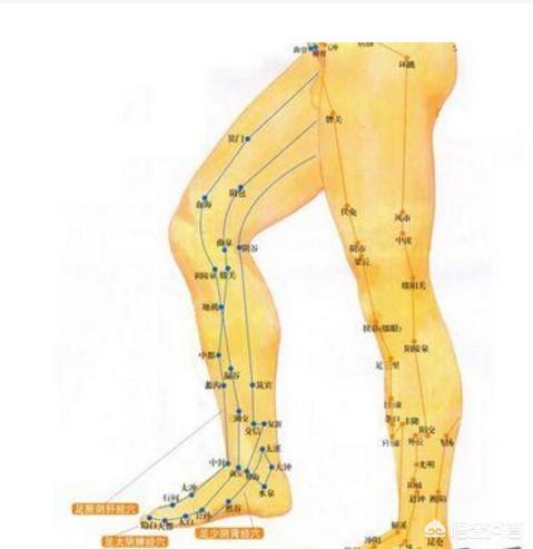 腿上6条经络图片