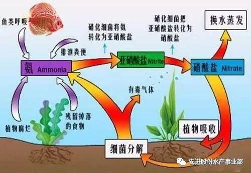 由殘餌或糞便中的含硫有機物經厭氧細菌分解而產生