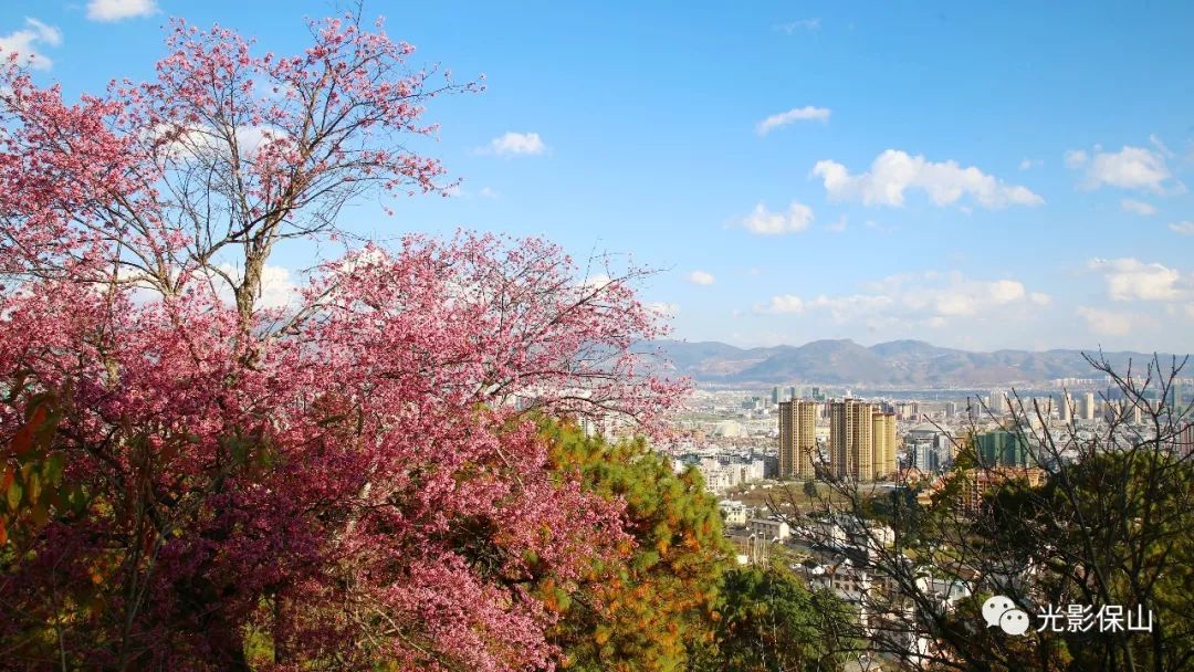 保山东山樱花图片