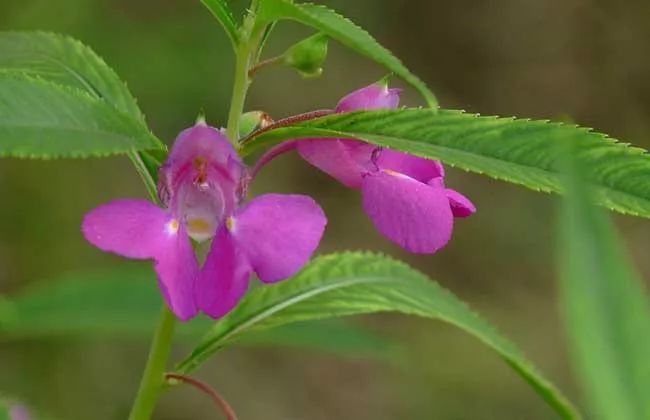 鳳仙花篇一盆栽鳳仙花怎麼養