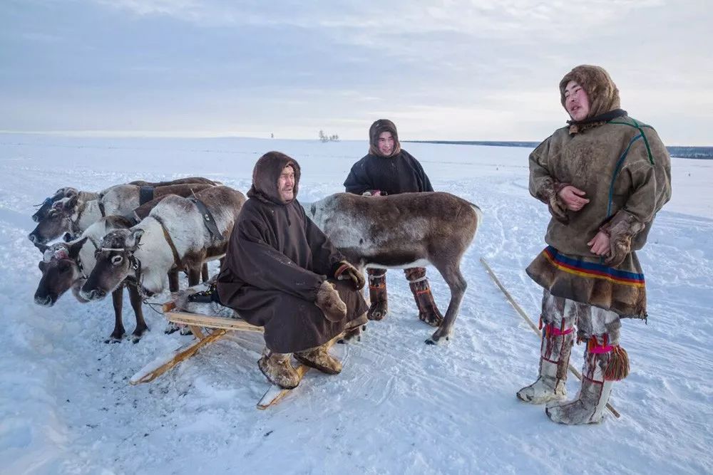 俄罗斯亚尔马涅涅茨驯鹿节原始风情摄影团