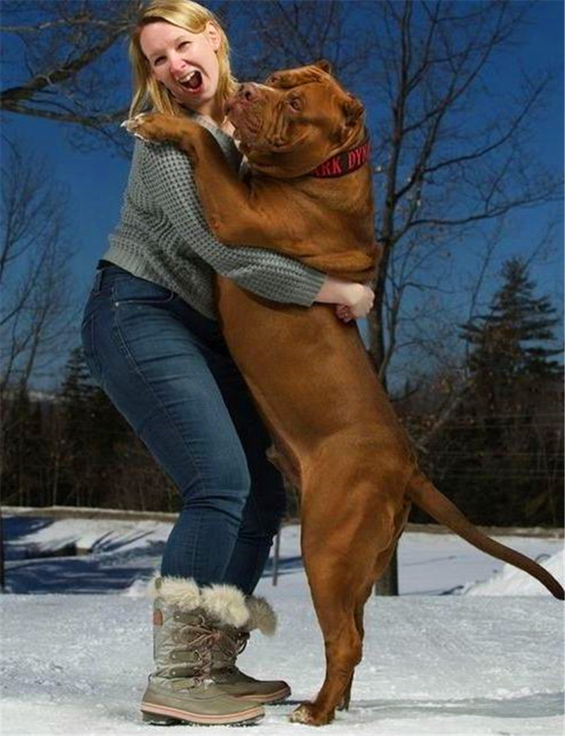 全球最大的比特犬,主人可以将它当马骑,跳起来跟个小狮子一样_成家人