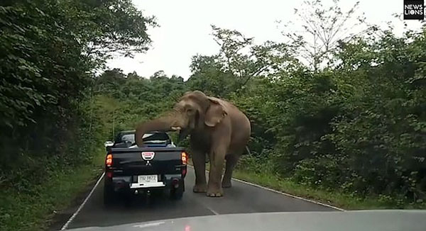 泰國一饑餓大象當街攔車瘋狂「搶劫」食物 商業 第1張