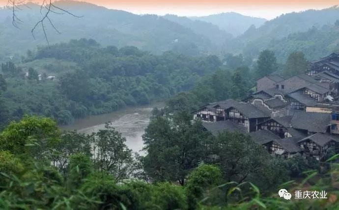 村2,九龙坡区铜罐驿镇陡石塔村3,巴南区天星寺镇芙蓉村4,涪陵区大顺乡