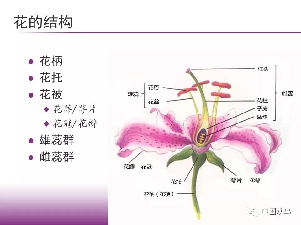 生物花朵解剖图图片