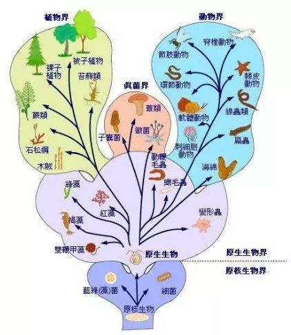 植物分类树状图图片